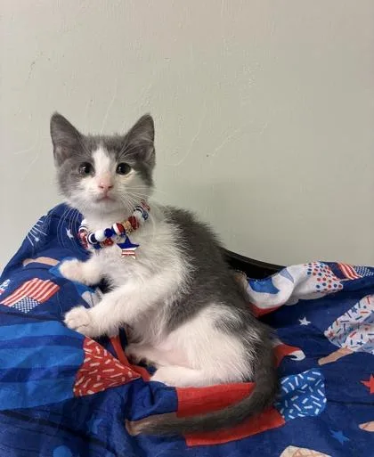 A baby medium-sized female Domestic Short Hair cat named Sugarplum for adoption in Picayune, MS