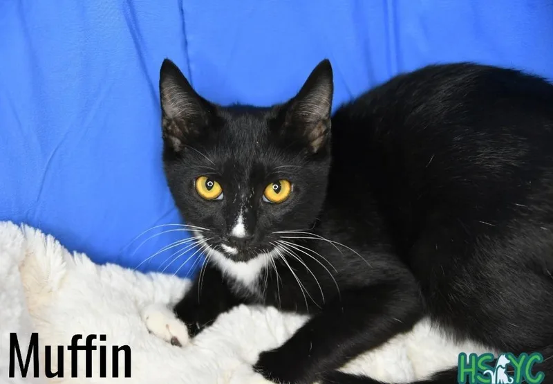 A baby medium-sized male Domestic Short Hair cat named Muffin for adoption in Fort Mill, SC