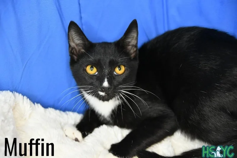 Muffin thumbnail 2