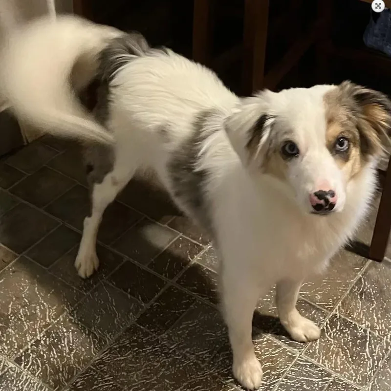 Kooper thumbnail 3