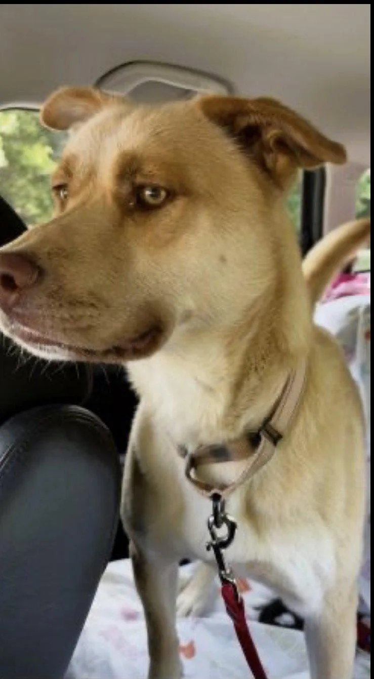 A young medium-sized male Golden Retriever dog named Golden Lab  Golden for adoption in Mount Laurel, NJ