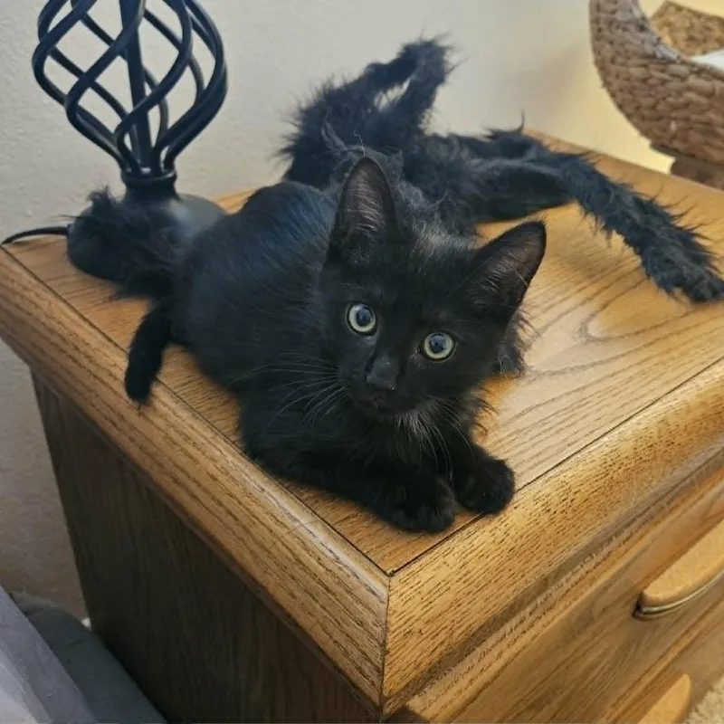 A baby small-sized male Black Domestic Short Hair cat named Onyx for adoption in Agoura Hills, CA