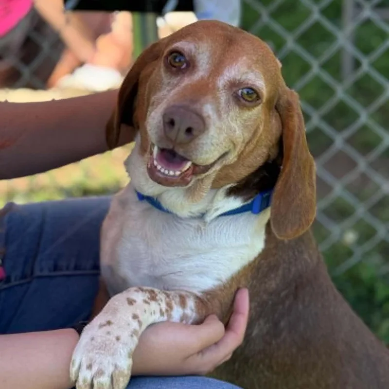 An adult medium-sized female Beagle dog named Willow for adoption in Danbury, CT