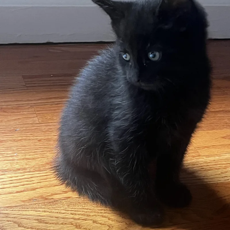 A baby medium-sized male Domestic Short Hair cat named Bear for adoption in Stamford, CT