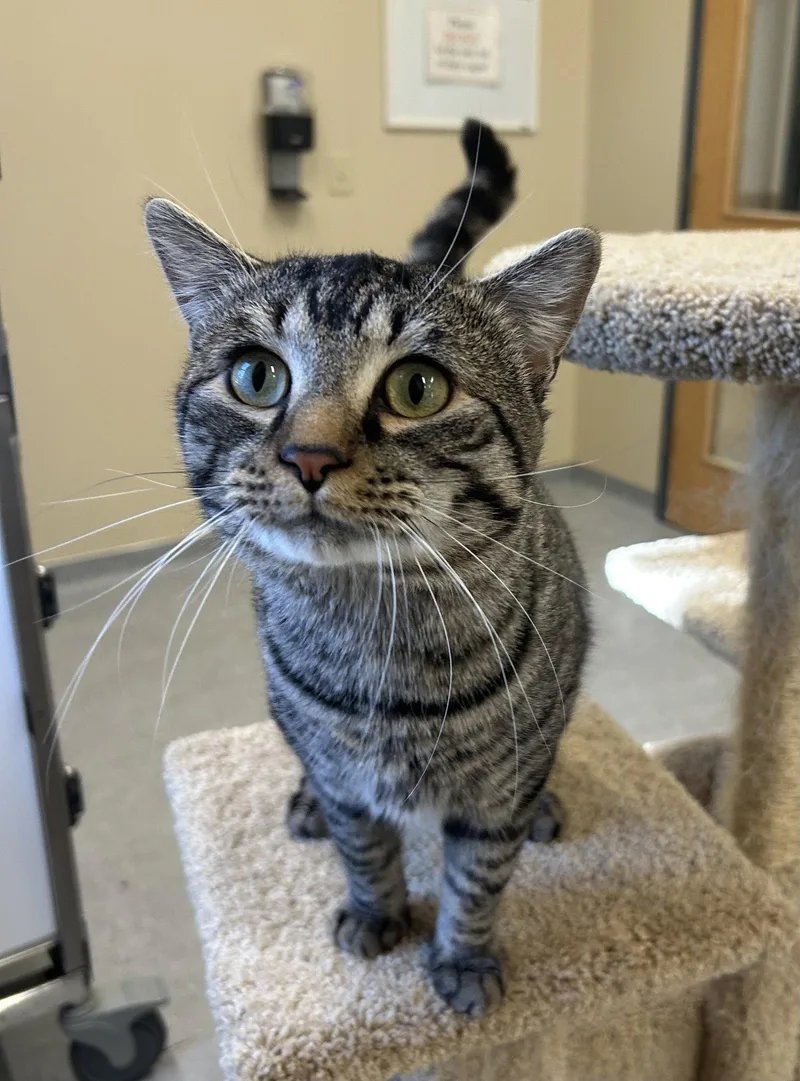 An adult large-sized male Domestic Short Hair cat named Rupert for adoption in Arlington, VT