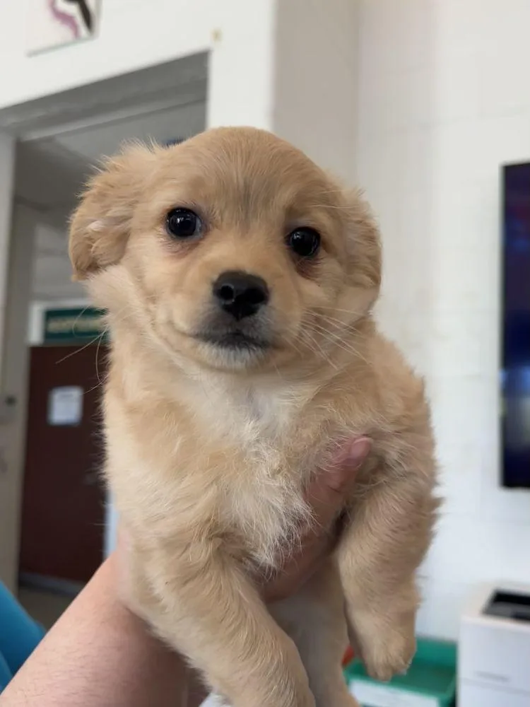 A baby small-sized male Yellow / Tan / Blond / Fawn Mixed Breed dog named Periwinkle for adoption in Alexandria, VA