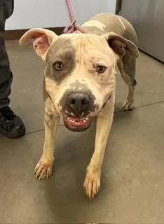 An adult large-sized female Pit Bull Terrier dog named Nebula for adoption in Phoenix, AZ