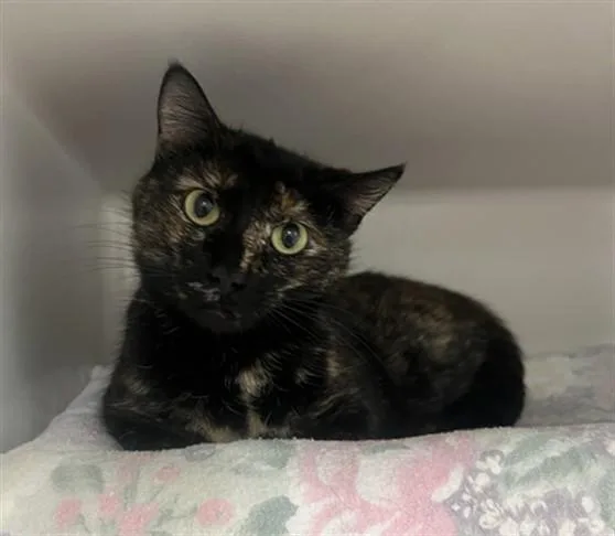 An adult medium-sized female Domestic Short Hair cat named Penny for adoption in Boston, MA