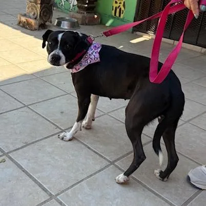 An adult medium-sized female Black Boston Terrier dog named Bella for adoption in Bend, OR