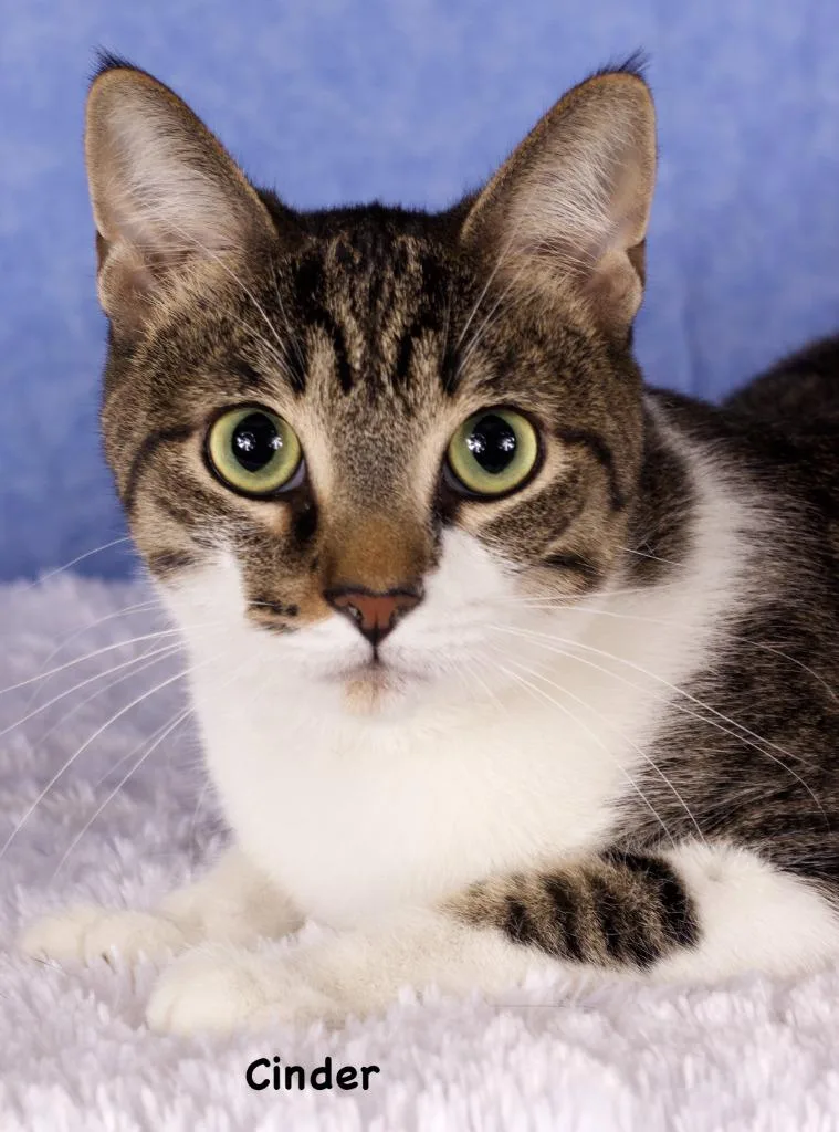 A young large-sized male Domestic Short Hair cat named Cinder for adoption in Gilbert, AZ