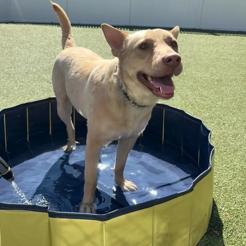 An adult medium-sized female Shepherd dog named Blondie for adoption in New Bedford, MA
