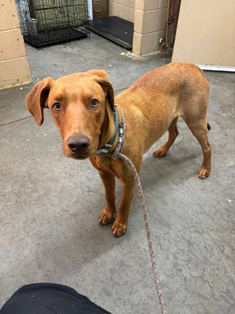 A baby medium-sized male Doberman Pinscher dog named Russo for adoption in Swainsboro, GA