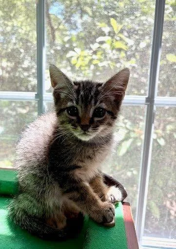 A baby small-sized male Tabby (Brown / Chocolate) Domestic Short Hair cat named Timmy for adoption in Raleigh, NC