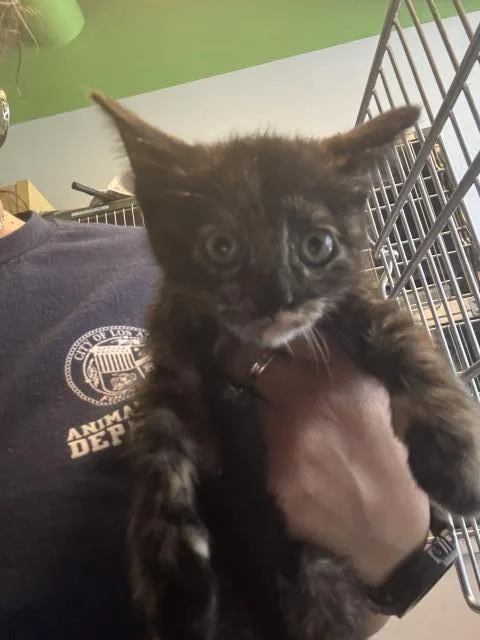 A baby small-sized female Domestic Short Hair cat named Cherry for adoption in Los Angeles, CA