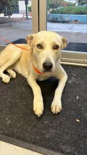 An adult medium-sized female Husky dog named Misty for adoption in Allen, TX