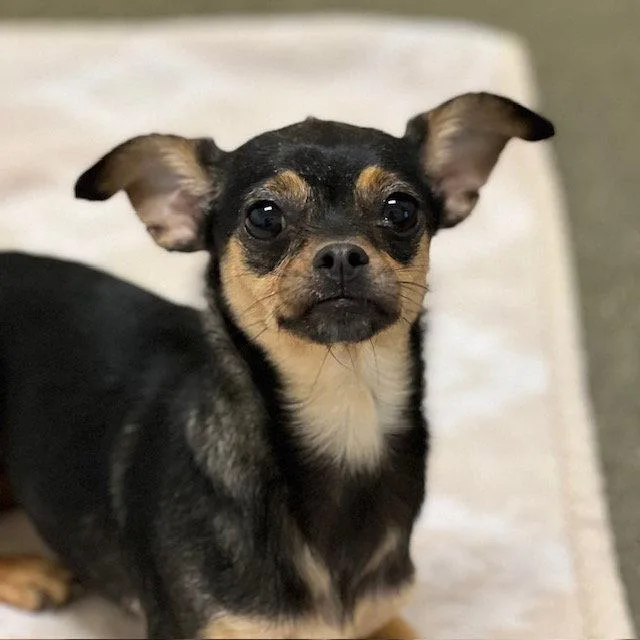 An adult small-sized female Chihuahua dog named Bear for adoption in Burlingame, CA