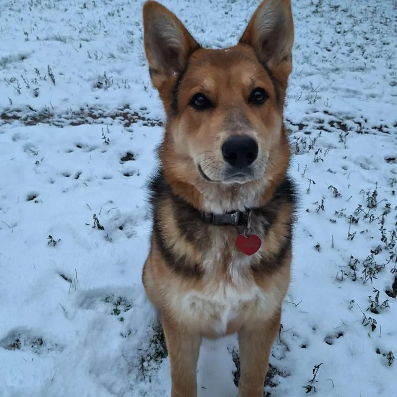 An adult small-sized male Apricot / Beige German Shepherd Dog dog named Bolt for adoption in Livingston, TX