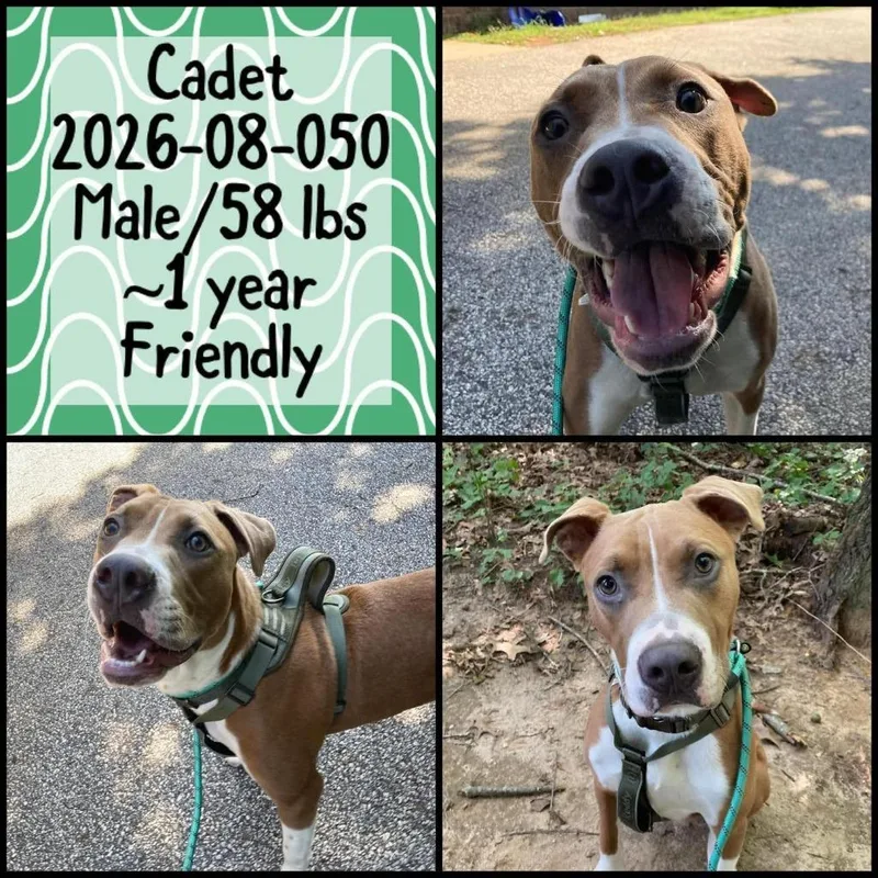 A young large-sized male Pit Bull Terrier dog named Cadet for adoption in Winder, GA