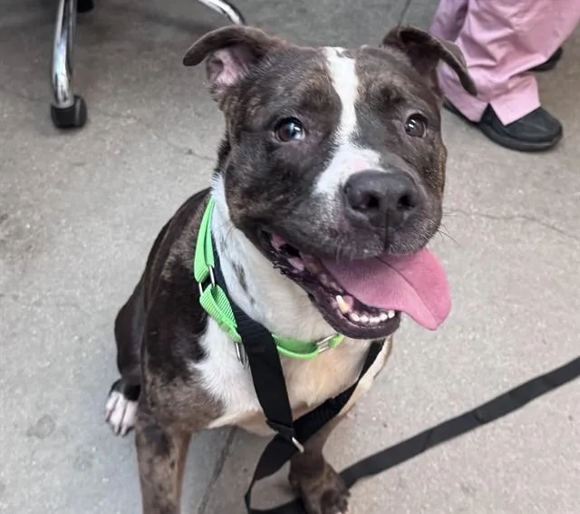 An adult large-sized female Pit Bull Terrier dog named Freida for adoption in Tucson, AZ