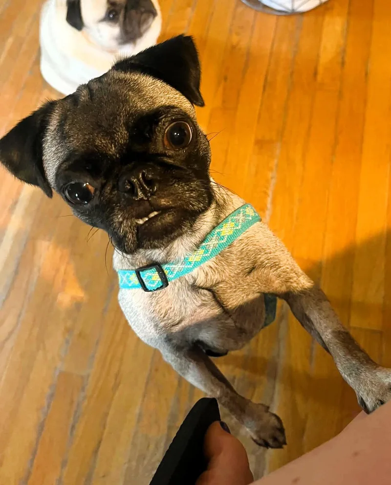 A young medium-sized female Pug dog named Bash for adoption in Pelham, MA