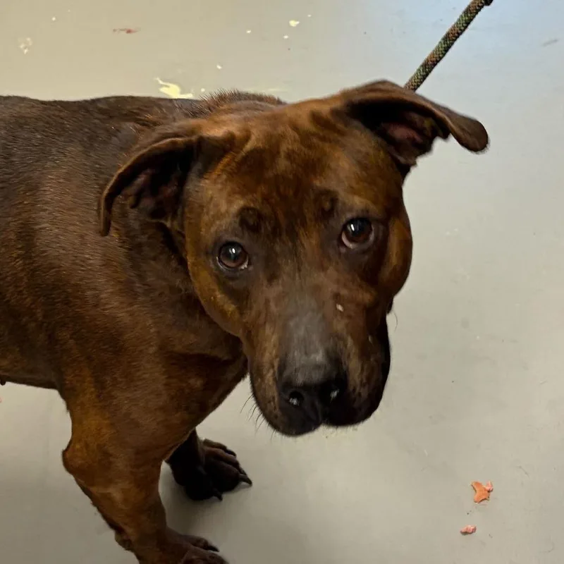 An adult medium-sized female Brindle Mixed Breed dog named Alani for adoption in Asheville, NC