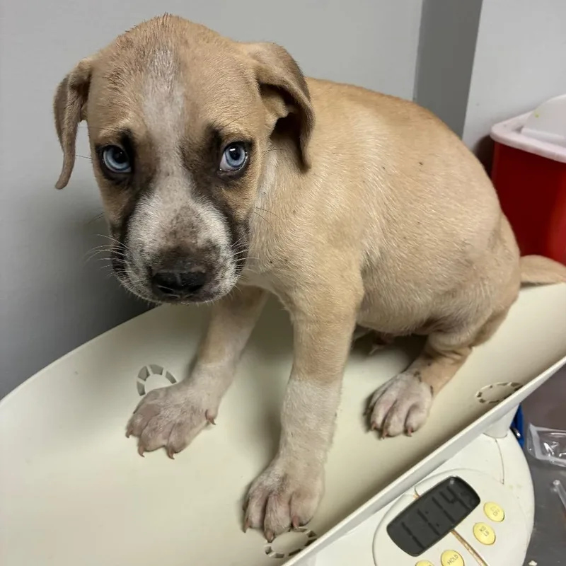 A baby small-sized male Yellow / Tan / Blond / Fawn Mixed Breed dog named Bristol for adoption in Chattanooga, TN