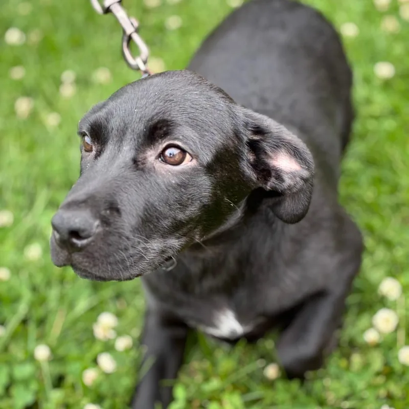 A baby medium-sized male Black Labrador Retriever dog named Munchkin for adoption in South Elgin, IL