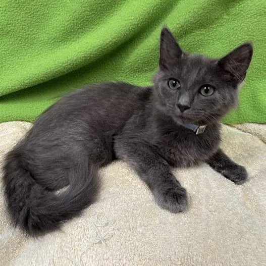 A baby small-sized male Gray / Blue / Silver Domestic Short Hair cat named Choko for adoption in Long Beach, CA
