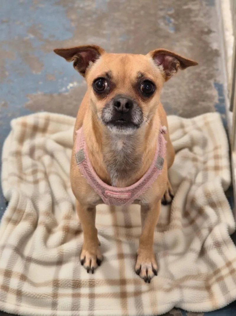 An adult small-sized female Pug dog named Rosie for adoption in Dandridge, TN