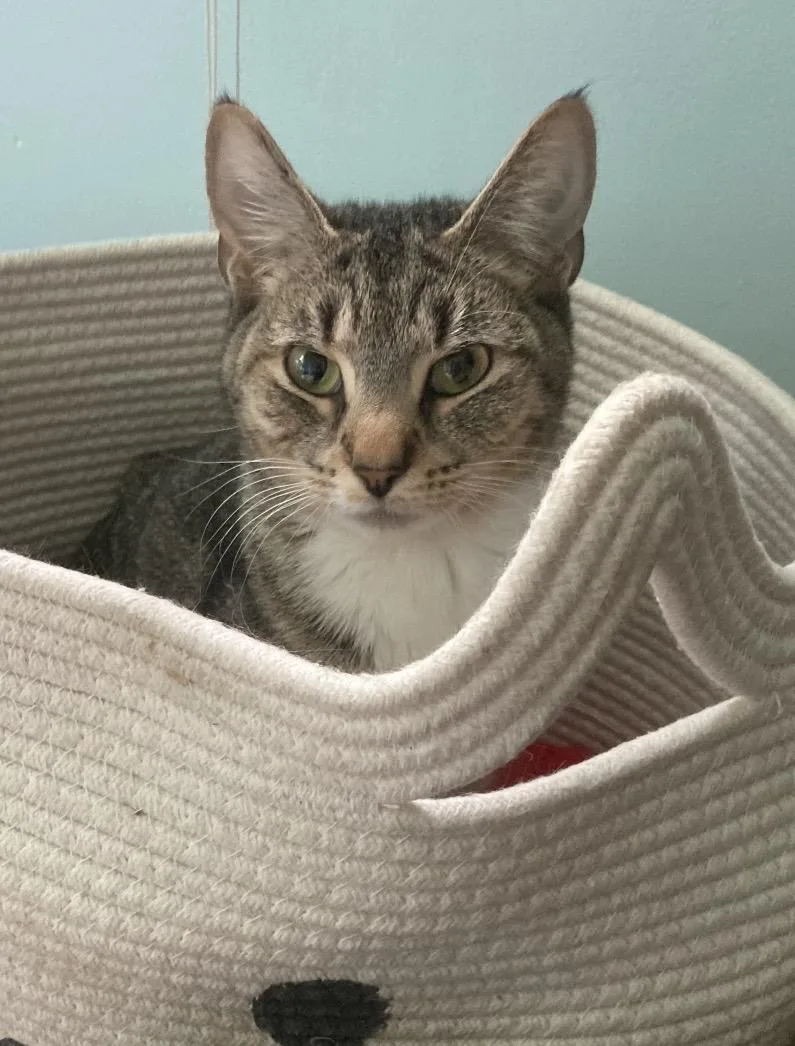 An adult medium-sized female Tabby (Brown / Chocolate) Domestic Short Hair cat named Selina for adoption in Elyria, OH