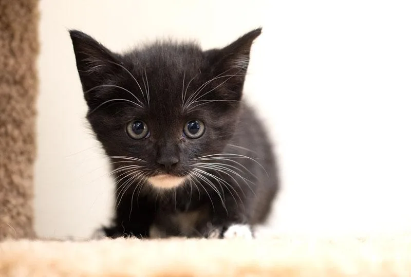 A baby small-sized male Black & White / Tuxedo Domestic Short Hair cat named Nigel for adoption in Monroe, GA