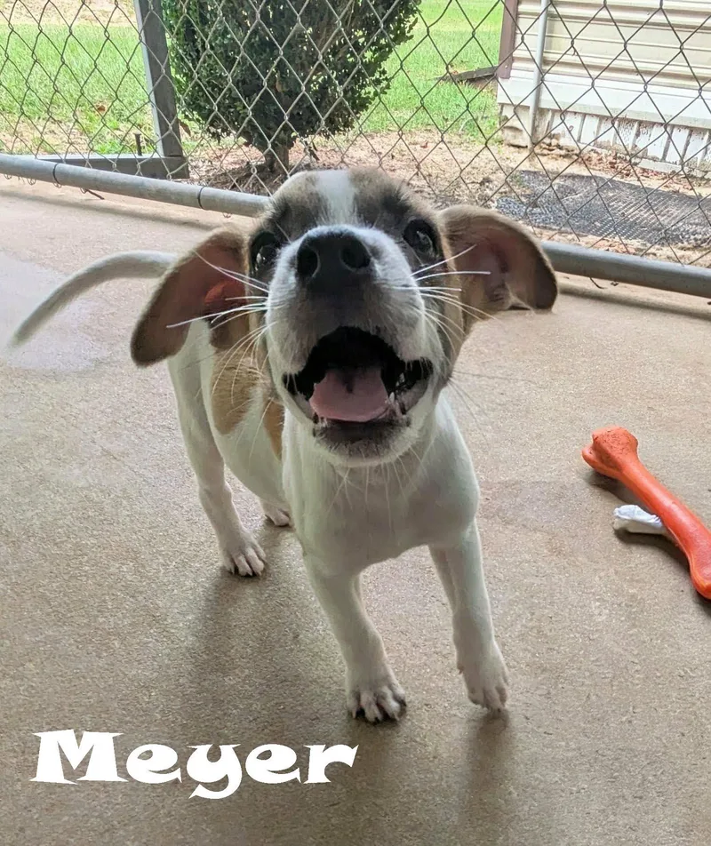 Meyer