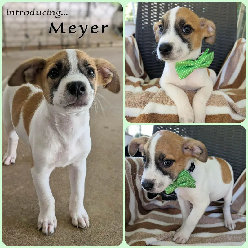 Meyer thumbnail 3