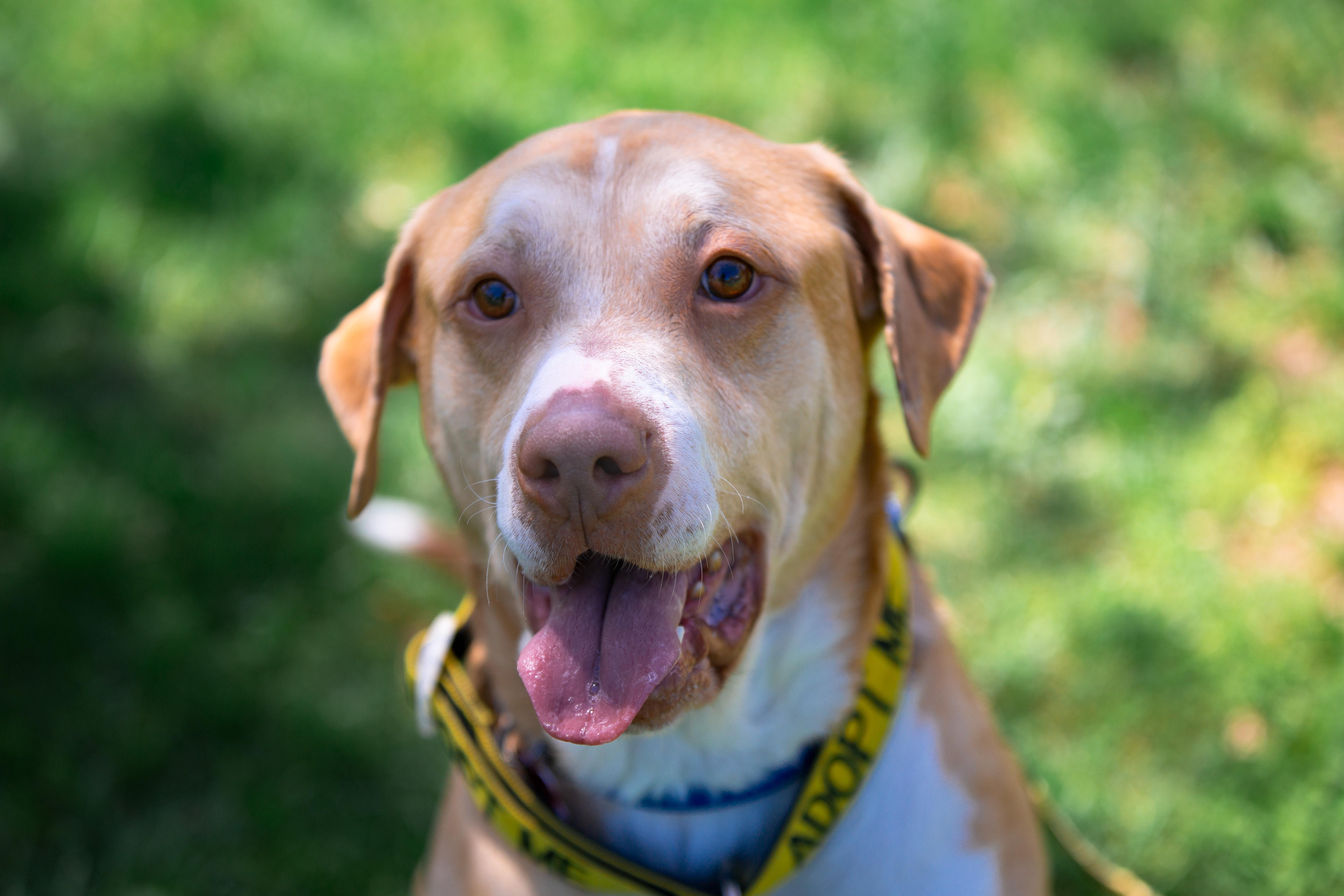 A young large-sized male Labrador Retriever dog named Geo for adoption in Maybrook, NY