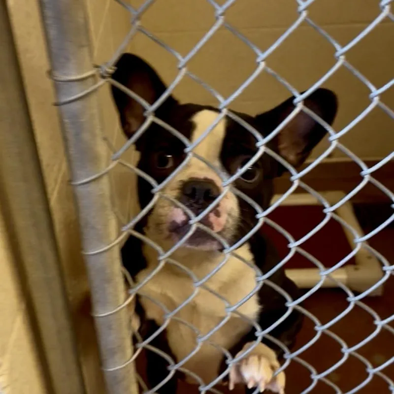 An adult small-sized female Black French Bulldog dog named Madeleine for adoption in Tyrone, GA