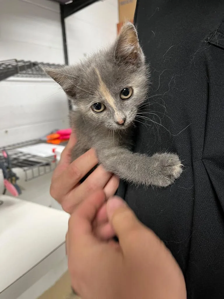 A baby small-sized female Domestic Short Hair cat named Bluebell for adoption in Troy, OH