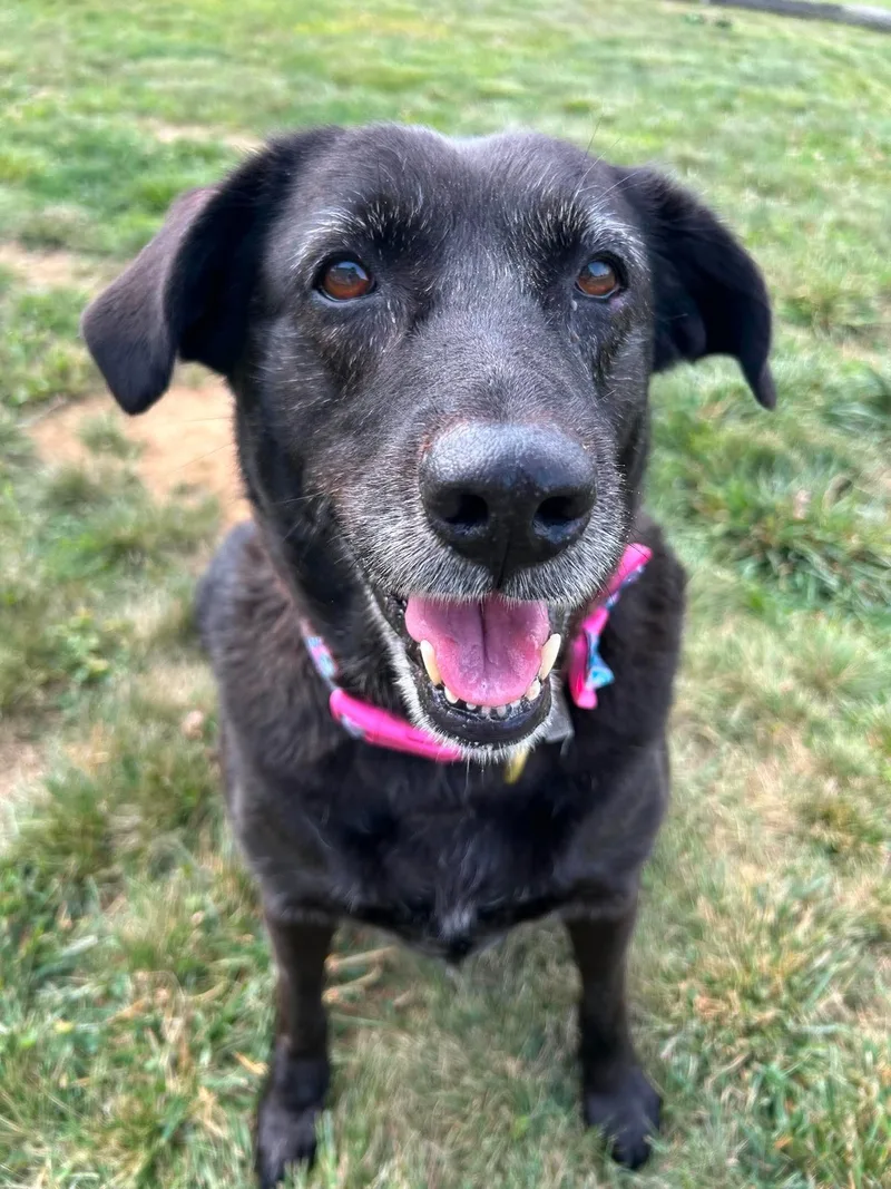 A senior large-sized female Labrador Retriever dog named Macy for adoption in Steeleville, IL