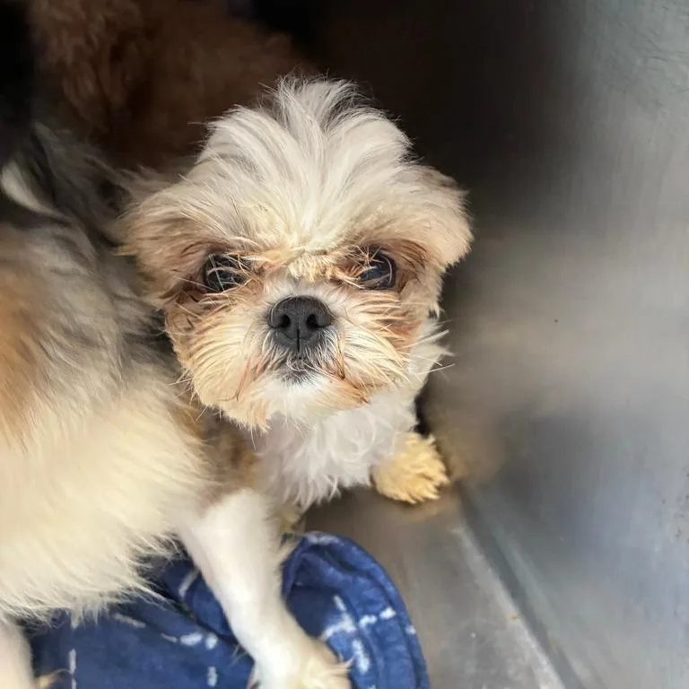 An adult small-sized female Golden Shih Tzu dog named Candy Cane for adoption in Northbrook, IL