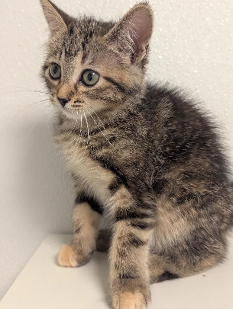 A baby medium-sized female Domestic Short Hair cat named South for adoption in St. Cloud, MN