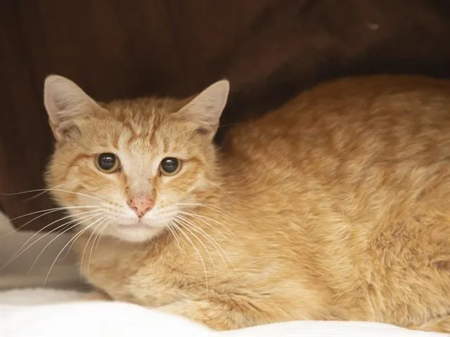 A young medium-sized male Domestic Short Hair cat named George for adoption in Phoenix, AZ