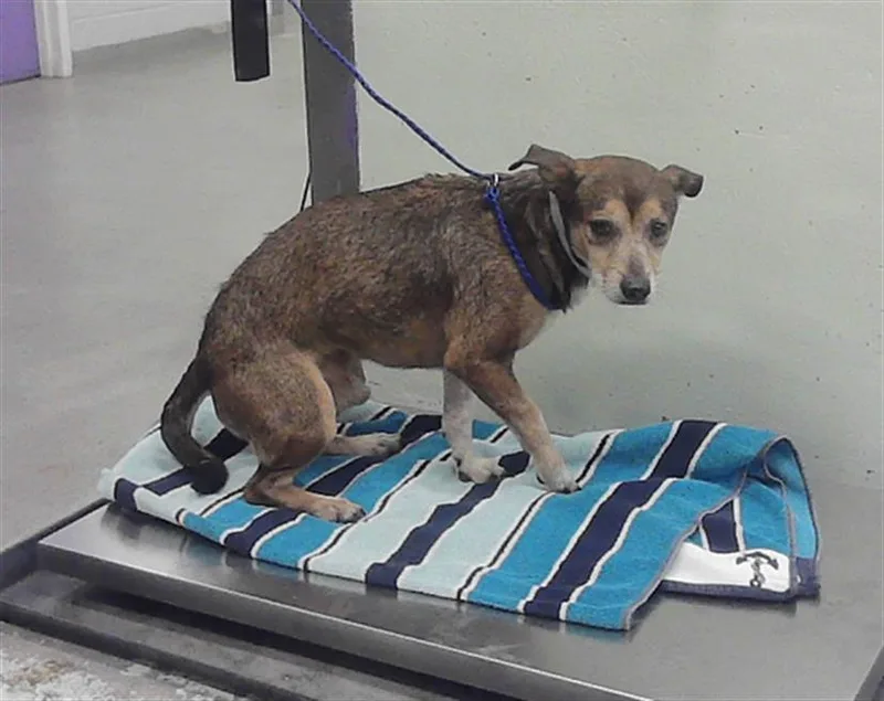 An adult medium-sized male Chihuahua dog named Hans for adoption in Houston, TX