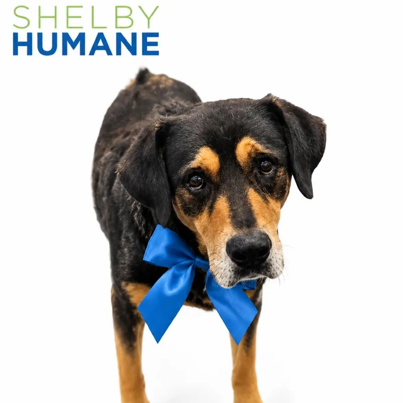 A senior large-sized male Black Mixed Breed dog named Midnight for adoption in Columbiana, AL