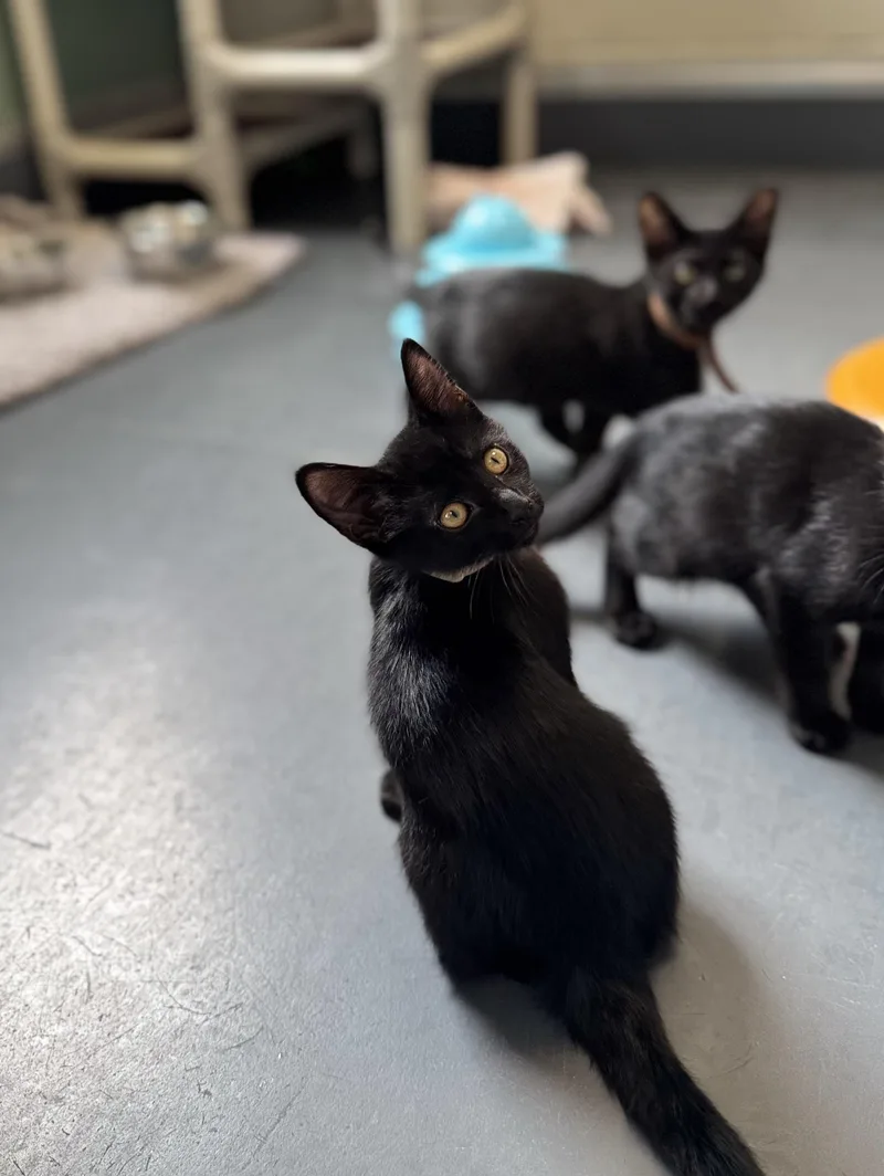 A baby medium-sized male Black Domestic Short Hair cat named Pepper for adoption in Eagle, CO