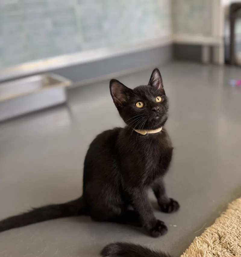 Pepper thumbnail 2
