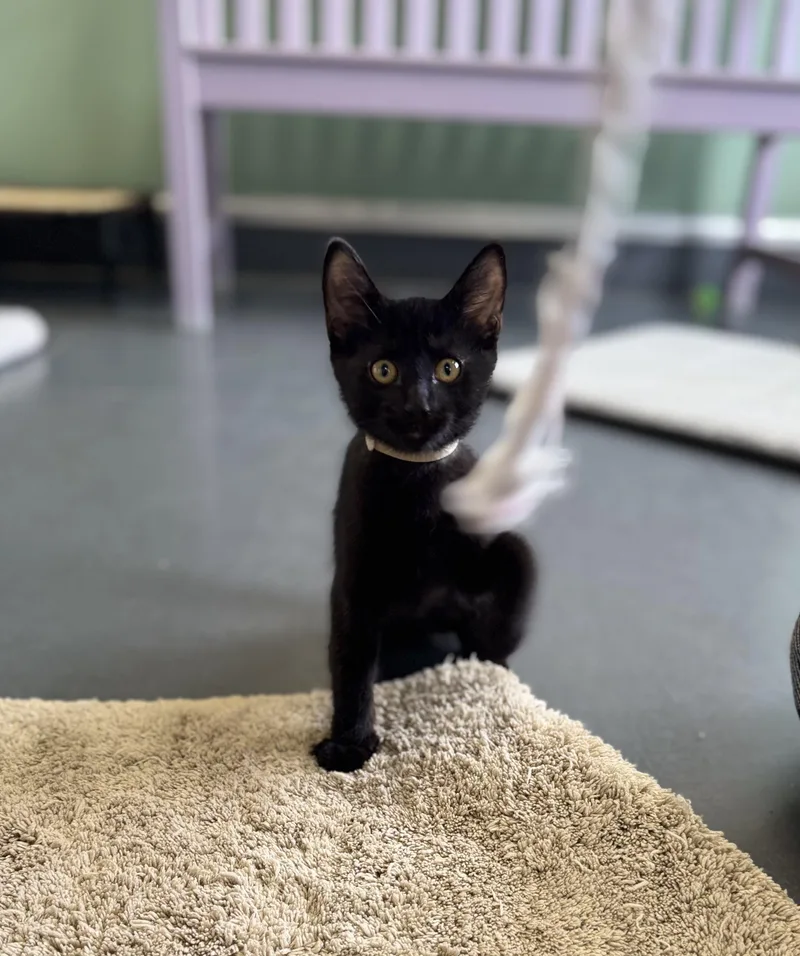 Pepper thumbnail 4