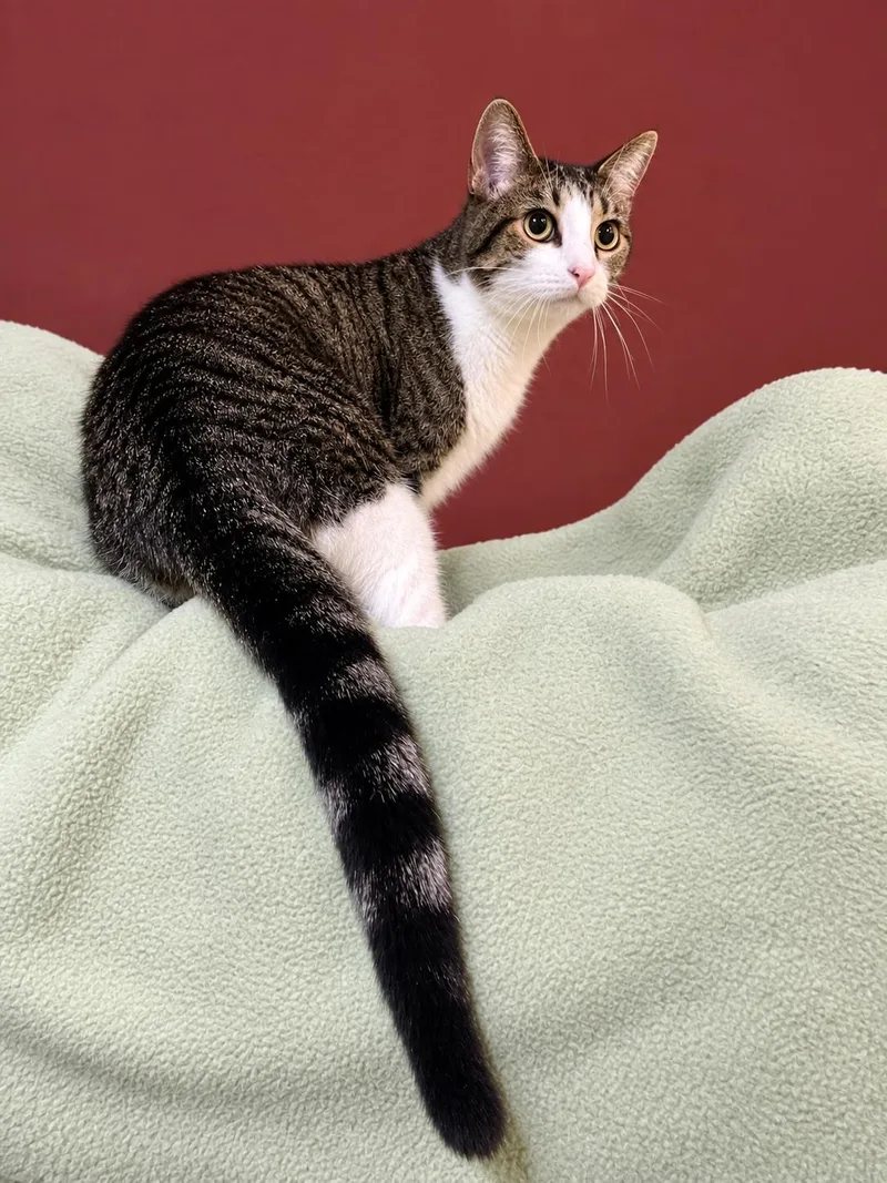 An adult medium-sized female Tabby (Brown / Chocolate) Domestic Short Hair cat named Frisky for adoption in Lacon, IL
