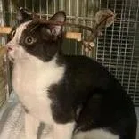 A young small-sized male Domestic Short Hair cat named Buster for adoption in Santa Fe, TX