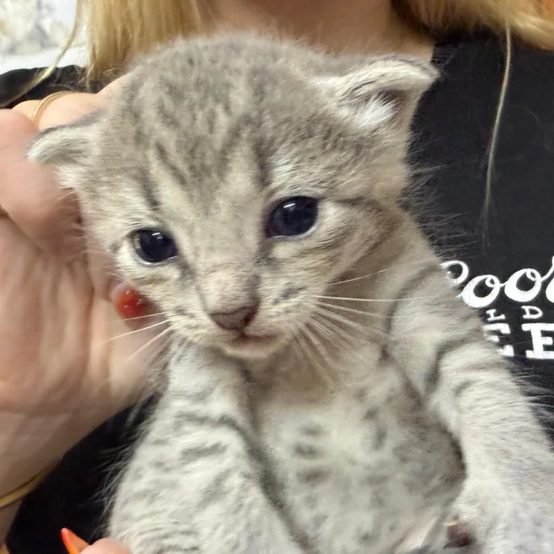 A baby small-sized female Gray / Blue / Silver Domestic Short Hair cat named Polli for adoption in Blairsville, GA