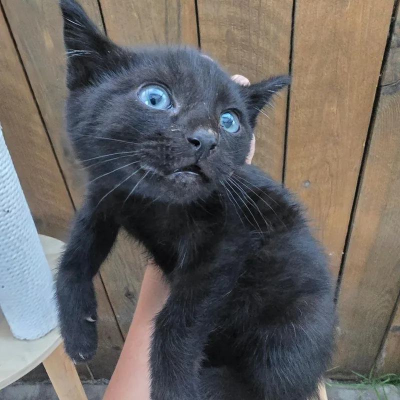A baby small-sized male Black Domestic Short Hair cat named Cosmos for adoption in Long Beach, CA