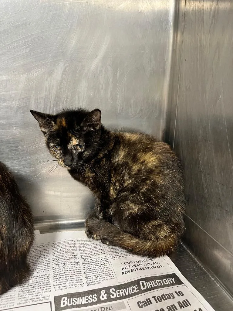 A baby small-sized female Domestic Short Hair cat named Pixie for adoption in Hopkinsville, KY